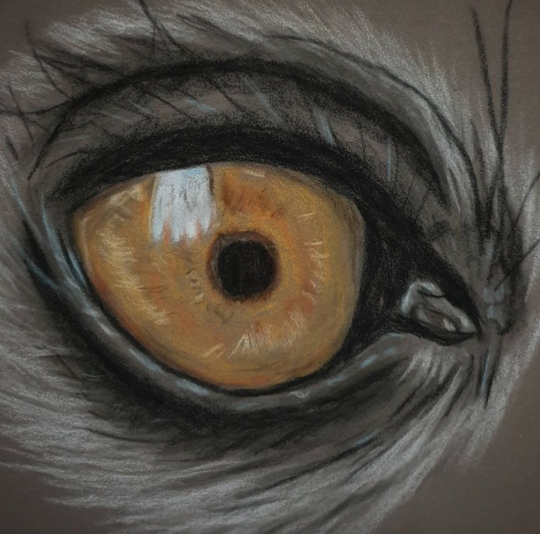 Eye 