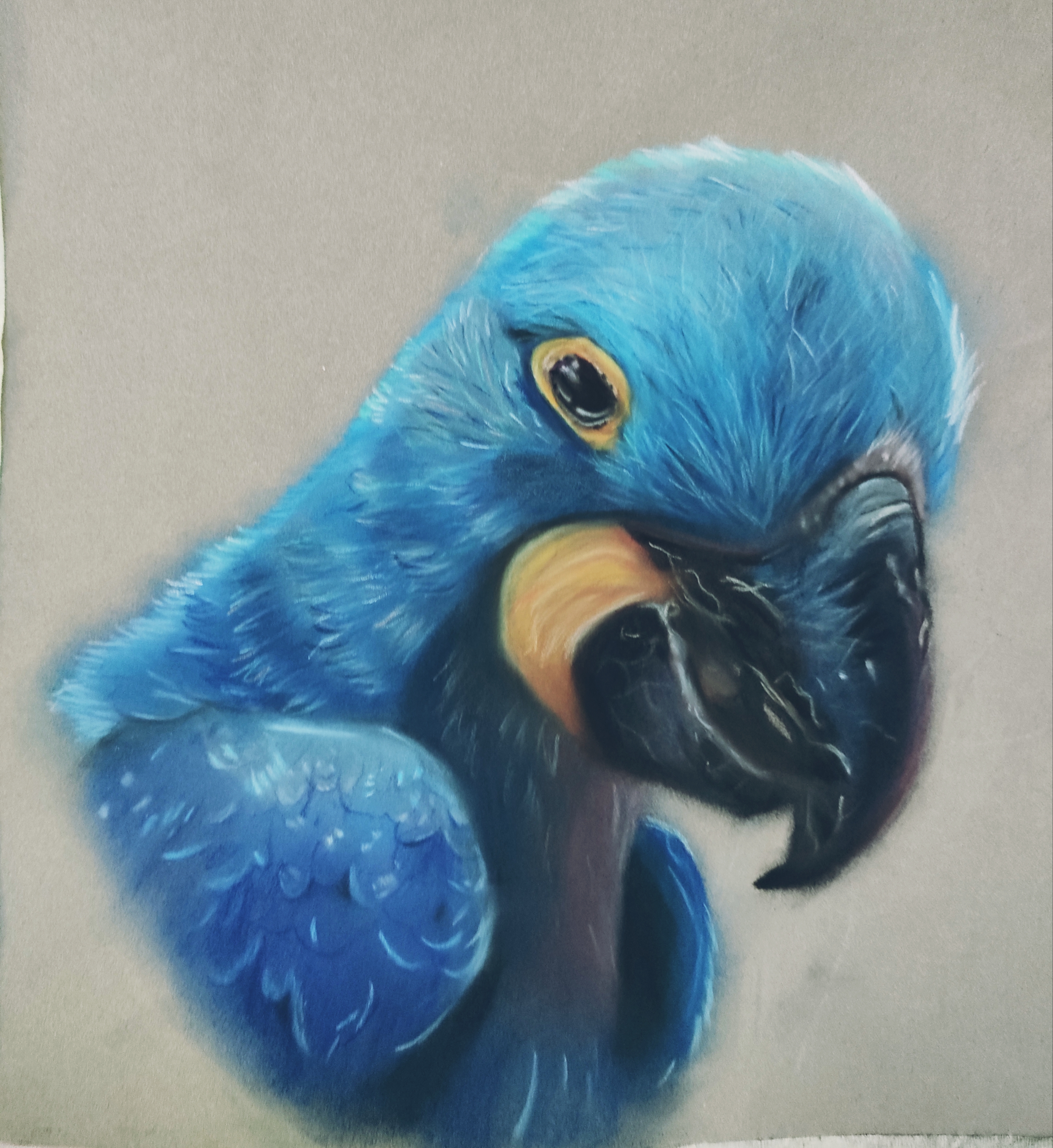 Blue Macaw 