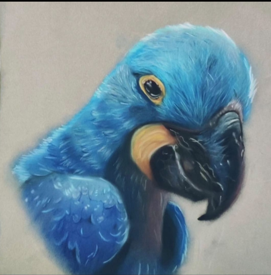 Blue Macaw 