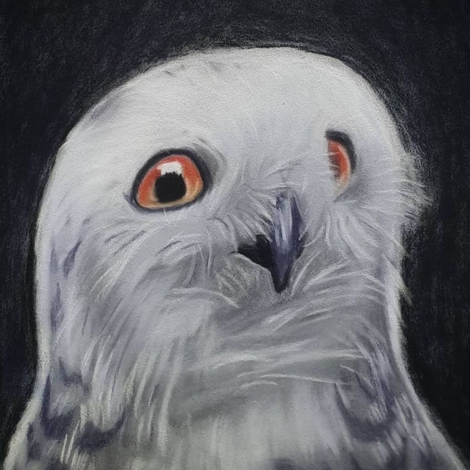 Snowy owl