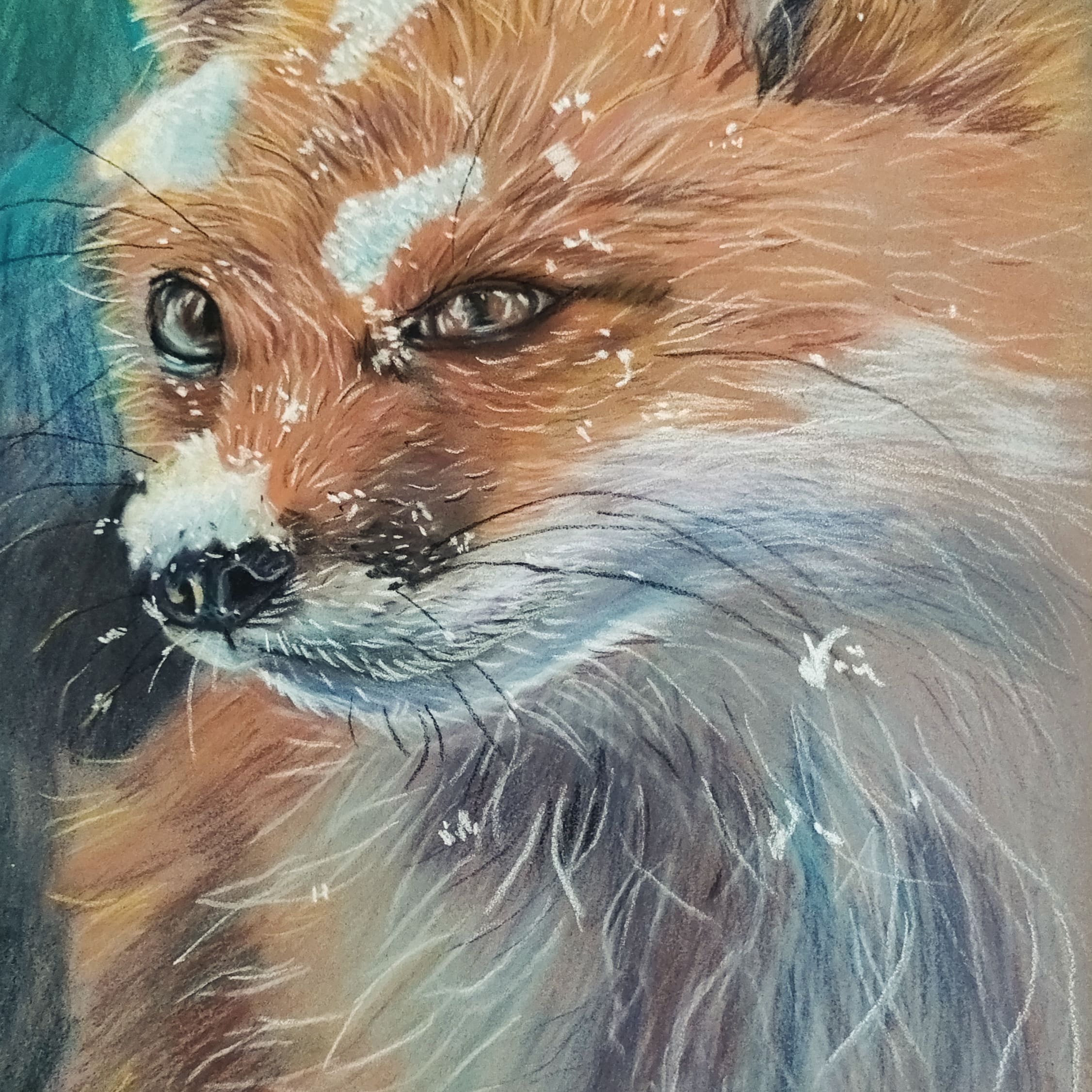 Fox