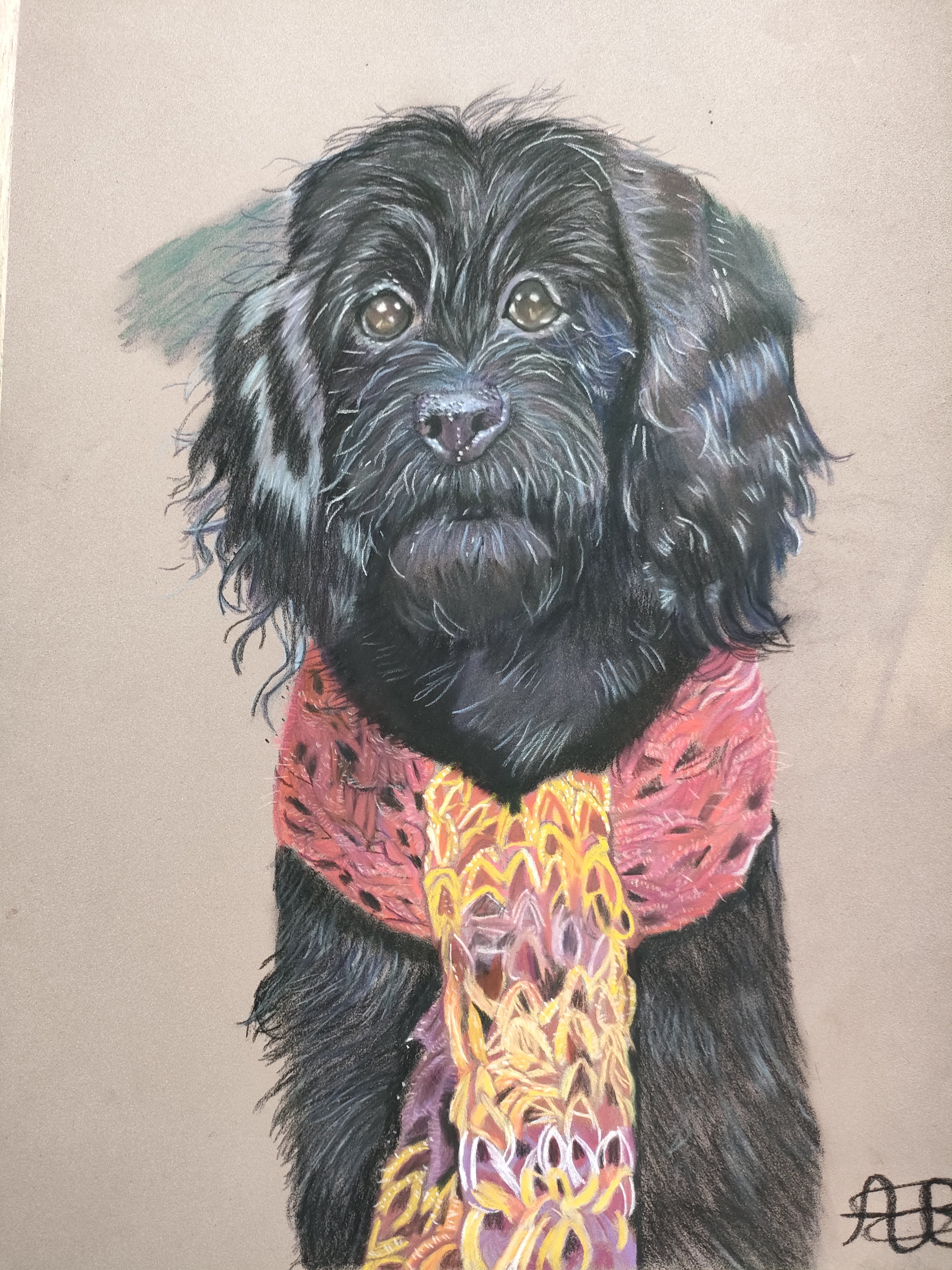 Black labradoodle 