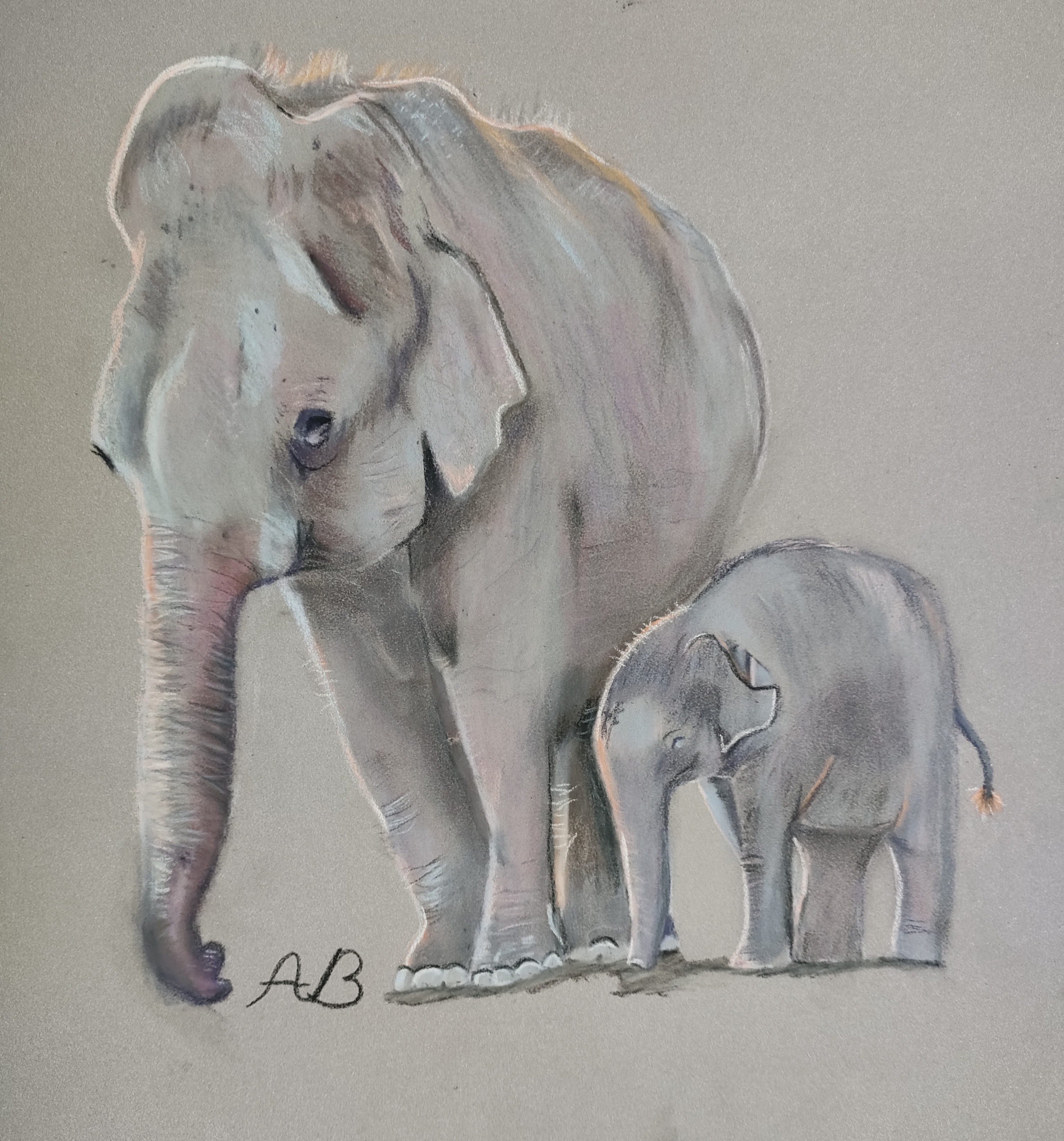 Elephants 