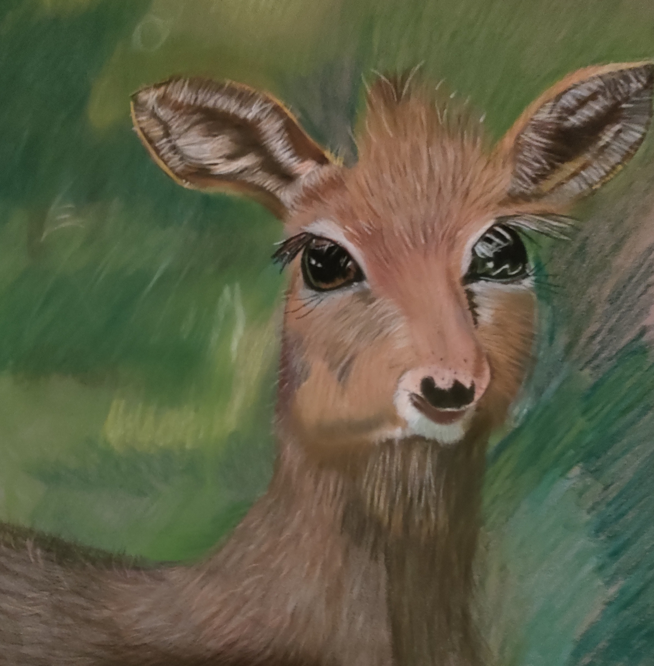 Dik dik 